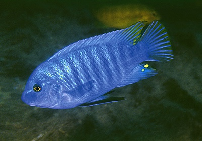 Labeotropheus fuelleborni 'Luwala Reef'
